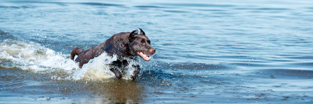 Dog running in river, sea in splashes in motion. Purebred brown retriever playing in water in...