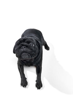 Top view portrait of cute little black Pug, breed dog lying and looking at camera with his big smart eyes against studio background. Copy space for text. Concept of animals, canine food, purebred. Adの写真素材