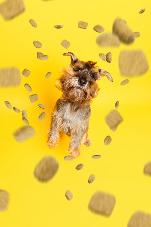 Poster. Portrait of happy, cute Schnauzer, breed dog surrounded flying canine food for pets against yellow studio background. Copy space for text. Concept of animals, food, purebred. Adの写真素材