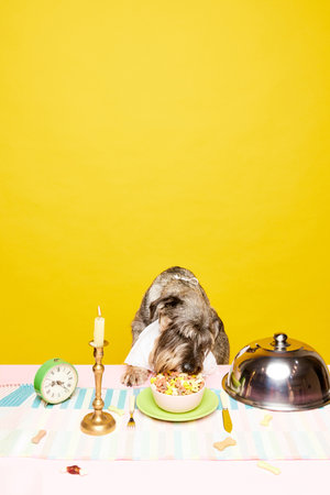 Portrait of aristocratic dressed schnauzer, breed dog eating on table decorated candles with different delicious meals over beige studio background. Concept of animals, canine food, retroの写真素材
