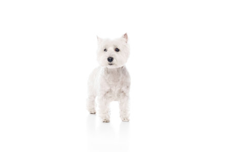 Adorable, calm, beautiful purebred dog, west highland white terrier standing isolated on white...