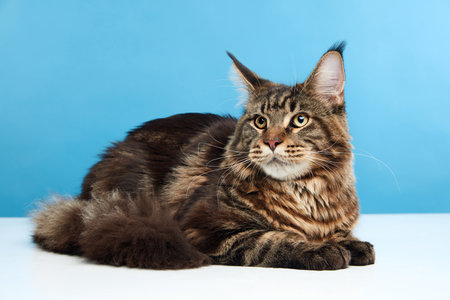 Close up portrait of adorable young tabby cat, Maine Coon lying on white table against blue background. Concept of animals, domestic life, pet lovers, vet, canine food. Copy space for ad, text.の写真素材