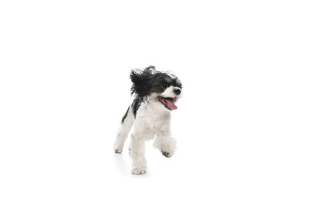 Playful, cute little purebred puppy, purebred Shi-tzu, young dog running having fun isolated white...