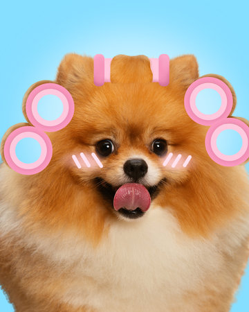 Contemporary art collage. Pomeranian dog wearing pink hair rollers and enjoy spa procedures. Concept of animal, domestic life, pets lovers, grooming, veterinary, canine. adの写真素材