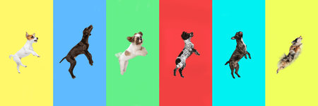 Collage made of dynamic portrait of cute different breeds dogs, pets against vivid multicolored background. Concept of motion, action, pets love, animal life. Look happy, delighted. Copy space for adの写真素材