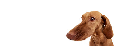 Close-up portrait of Hungrian Vizsla posing against white studio background with negative space to insert text. Fish eye effect. Concept of pet lovers, animal life, grooming and veterinary. Copy spaceの写真素材