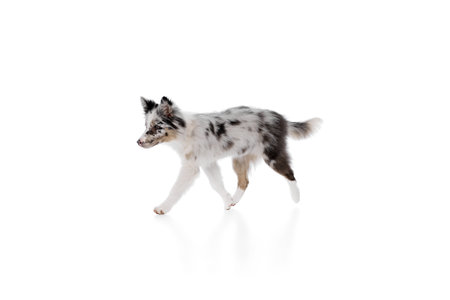 Cute little, puppy purebred Border Collie with marble fur running in motion against white studio...