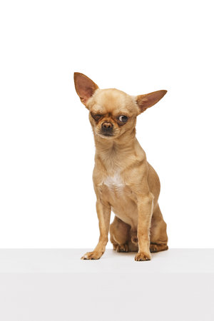 small, short-haired chihuahua sits on a white table and winking in motion against white studio background. Funny muzzle. Concept of funny dogs, veterinary and grooming service, canine food, friendshipの写真素材