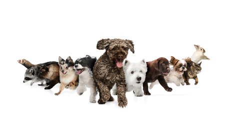 Collage. Group of different, animals running together against white studio background. Happy, funny muzzles. Concept of veterinary, pet lovers, grooming services, canine food, friendship. Adの写真素材