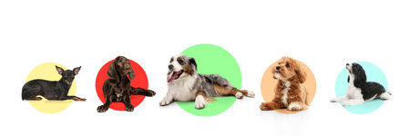 Banner. Maltipoo, Australian shepherd, Kurzhaar, Prague Ratter and Shih-Tzu puppies against colorful circle backgrounds, each showing unique personality and pose. Concept of pet lovers, veterinary.の写真素材