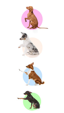 Vertical collage. Prague Ratter, Weimaraner, Australian shepherd and Besenji gives paw against white background with colorful circles. Concept of pet lovers, friendship, veterinary, movement.の写真素材
