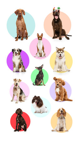Vertical collage. Different dogs, each posing against a background of colorful circles. Individuality and charm of each canine. Concept of pet lovers, friendship, veterinary,の写真素材