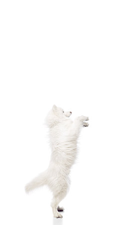 Poster. Playful, cute purebred Samoyed stands on his hind legs and against white studio background wit negative space to insert text. Concept of animal life, pet lovers, veterinary, canine food. Adの写真素材