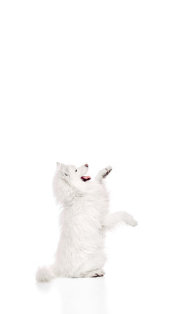 Poster. Side view photo of white furry Samoyed playfully raised his hands up against white studio background with copy space. Concept of animal life, pet lovers, veterinary, canine food. Adの写真素材