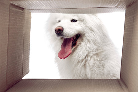 Playful Samoyed seen peeking into cardboard box, tongue out in happy, and its eyes bright with curiosity against white studio background. Concept of animal life, pet lovers, veterinary, canine food.の写真素材