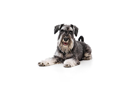 Relaxed Schnauzer dog lies down against white studio background, showcasing its friendly and calm...