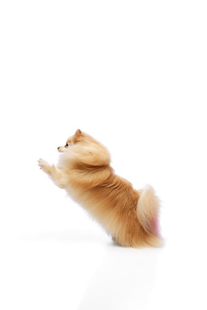 Pomeranian dog standing on its hind legs, appearing to jump and front paws reaching up against white studio background. Concept of animal, domestic life, grooming and veterinary services. Adの写真素材