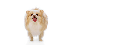 Banner. Fluffy, playful Pomeranian dog stands, sticking its tongue out against white studio background with negative space. Concept of animal, domestic life, grooming and veterinary services. Adの写真素材