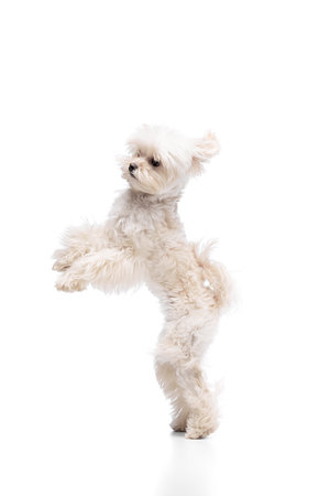 Cute purebred dog, Maltese with white fur, lovely pet dancing on his hind legs with joy against...