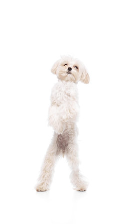 Cute purebred dog, Maltese with white fur, lovely pet dancing on his hind legs with joy against...