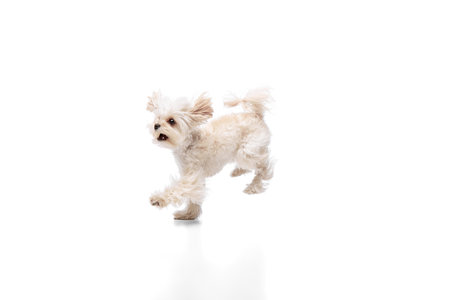 Happy, overjoyed dog, purebred Maltese running and its white fur moves in air against white studio background. Concept of grooming cervices and veterinaries, pet lovers, friendship.の写真素材