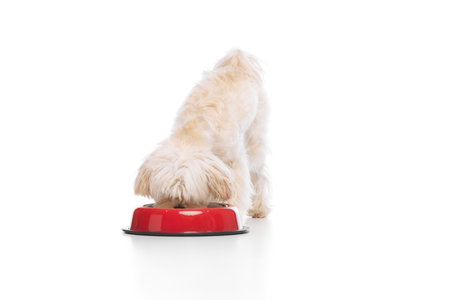Cute little pet. Purebred Maltese dog eating from red bawl against white studio background. Canine...