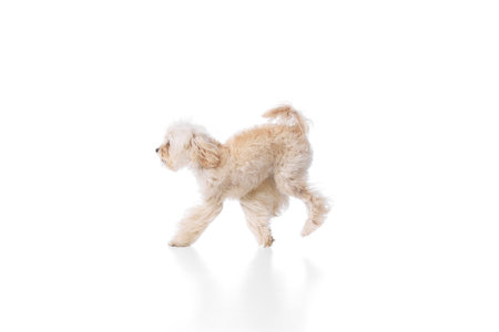 Leaping of happiness. Funny, purebred, furry Maltese jumps in mid-air against white studio...