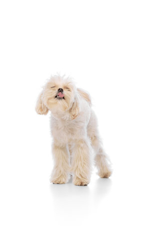 Little pet with white fur, purebred Maltese dog licking after delicious lunch against white studio...