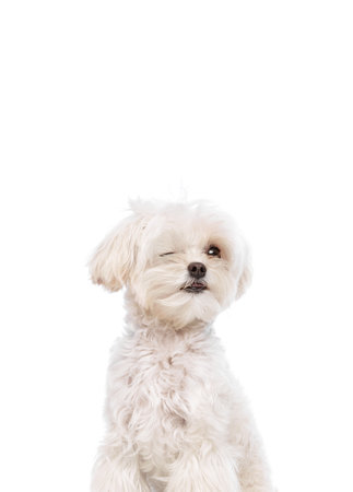 Cute charming pet. Portrait of purebred Maltese winking against white studio background. Funny and playful muzzles. Concept of grooming cervices and veterinaries, pet lovers, friendship.の写真素材
