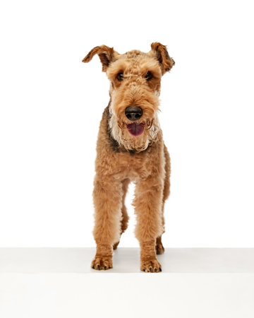 Happy Airedale Terrier stands tall and proud, with bright smile and playful glint in its eyes against white studio background. Concept of animal life, grooming and vet services, friendship.の写真素材