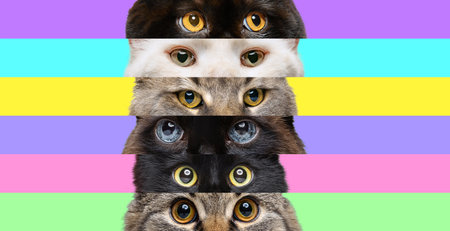 Feline Gaze. Bold collage of cat eyes stacked horizontally against vibrant and contrasting colored backgrounds. Meow. Concept of animals, veterinary and grooming services, canine food. Adの写真素材