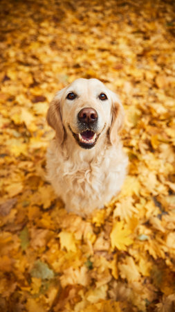 Aerial photo of happy, cute golden retriever sitting in bright fallen leaves. Fish eye effect. Concept of mature people in modern lifestyle, recreation, retirement time.の写真素材