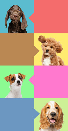 Striking photo collage of dogs with different expressions against vibrant backgrounds with speech bubbles. Concept of veterinary, grooming services for domestic animals. Copy space.の写真素材