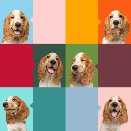 Fun collage featuring English Springer Spaniel with playful tongue-out expression on vibrant...