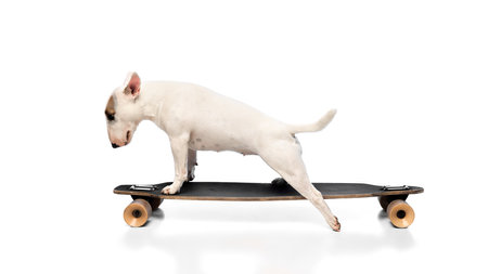 Cute purebred miniature English Bullterrier with brown spots on face riding on skateboard having fun against white studio background. Concept of veterinary and grooming services for domestic animals.の写真素材