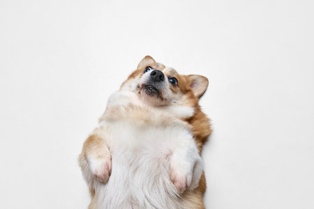 Close up, aerial view photo of playful Corgi lies on its back, paws outstretched, gazing up at camera with curious expression. Concept of animals, grooming, veterinary, love and care. Adの写真素材