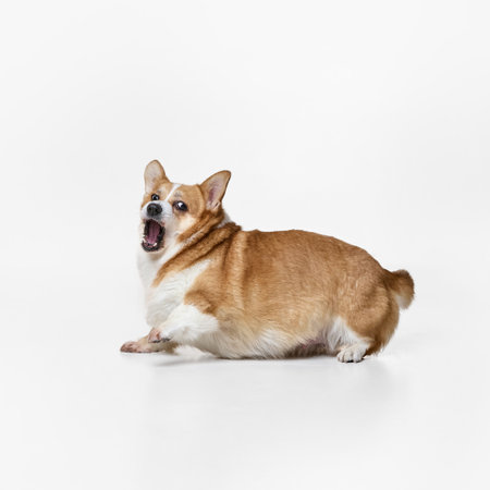 Dog looking back, mouth wide open as if barking or surprised, standing sideways, fur fluffy,...
