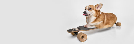 Banner. Cute, purebred brown-white dog lying on skateboard showing curiosity and playfulness against white studio background with negative space. Concept of animals, grooming, love and care. Adの写真素材