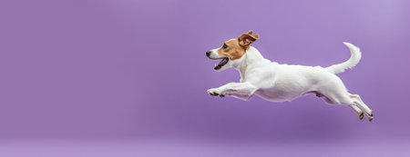 Banner. Side view photo of Jack Russel terrier, purebred playful dog leaps with joyful expression against purple background with negative space. Concept of domestic animals, pets care and grooming.の素材