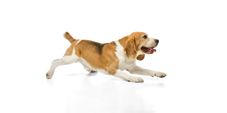 Playful pet, purebred young beagle crouching low with wide smile and wagging tail against white studio background. Concept of veterinary, joyful companionship, and animal training.の写真素材