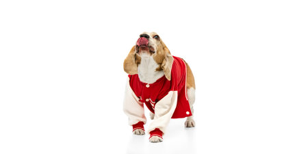 Cute purebred beagle standing with tongue out against white studio background.の写真素材