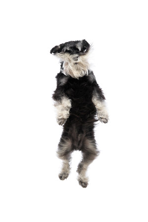 Purebred adorable Schnauzer dog in motion, jumping mid-air isolated on white studio background. Concept of animal movement, healthy and active lifestyle, training. Copy space for adの写真素材