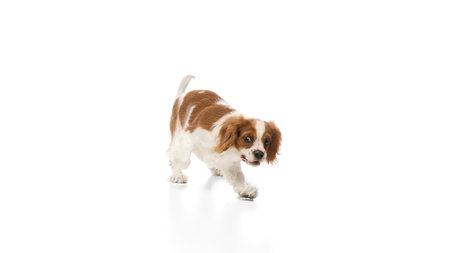 Energetic, purebred Cavalier King Charles Spaniel dog walking with alert expression against white background. Concept of canine agility, pet activity, grooming, healthy lifestyle.の写真素材