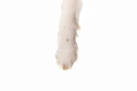 Fluffy spaniel paw slightly lifted showing soft fur texture against white studio background. Concept...