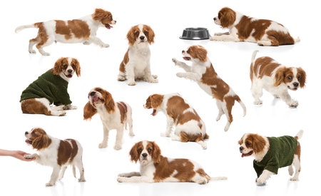 Collage featuring multiple Cavalier King Charles Spaniel puppies in various poses isolated over white background. Concept of pet care, veterinary, grooming services, dog training.の写真素材