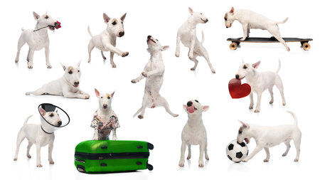 Collage of playful Bull Terriers performing tricks, posing, and interacting with props isolated against white studio background. Concept of dog training, veterinary care, grooming, and pet lifestyle.の写真素材