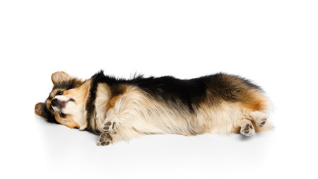 Tricolor corgi laying on side with relaxed body and soft fur visible against white background. Concept of post-grooming comfort, pet relaxation, emotional balance, healthy lifestyle support.の写真素材