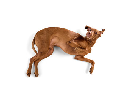 Funny Hungarian Vizsla lying on back with wide eyes and curled limbs in spontaneous playful moment against white background. Concept of animals, pets, veterinary and grooming services, canine food.の写真素材