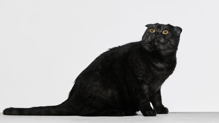 Black Scottish Fold cat sitting on white background with focused expression. Concept of calm animal mood, veterinary posters, minimalist product ads.の写真素材