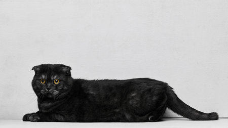 Black cat lying sideways on floor with calm attentive gaze. Concept of relaxed pet mood, domestic routine, feline observation, and cozy indoor lifestyle.の写真素材